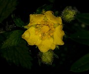 Potentilla 19-4933